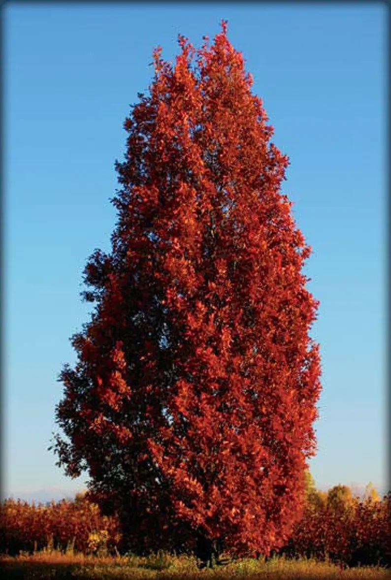 Красно черешчатый дуб. Дуб черешчатый Quercus Robur 'Fastigiata'. Дуб черешчатый Fastigiata. Дуб черешчатый "Фастигиата" (Quercus Robur "Fastigiata"). Дуб красный Фастигиата.
